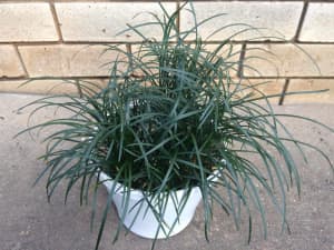Mondo Grass Ophiopogon Plan Dia 30cm Height 30cm