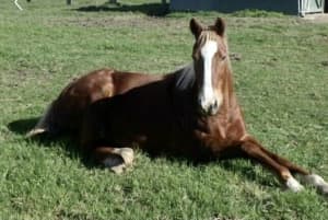 BELLISSIMO CARING FOR AGED/VULNERABLE /RETIRED HORSES SHOALHAVEN 