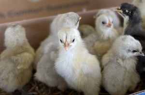 Splash Australorp chicks - just hatched
