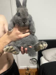 Bunnies needed to rehome