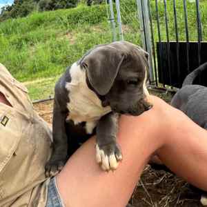 American Staffy Pups - Available Now - Northern Rivers