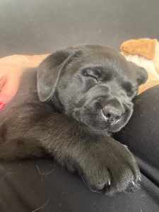 Gorgeous purebred Labrador pup