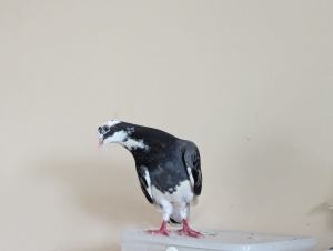 Pigeons (breeding pair offspring)