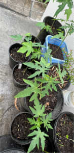 Red Papaya plants in pot