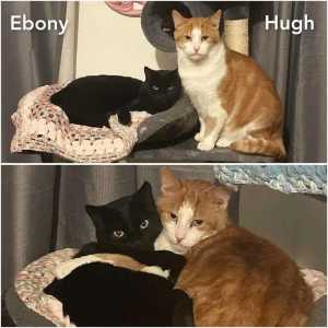 6081 - Hugh & Ebony - CATS for ADOPTION - Vet Work Included
