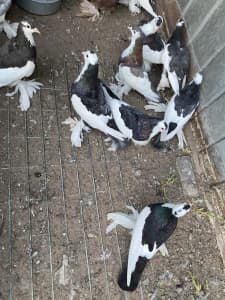 Pigeon # Australian Saddleback Tumbler Pigeons