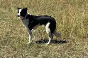 Pure bred working border collie