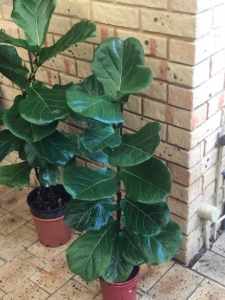 Fiddle leaf fig trees 110 and 120 cm tall $40 each