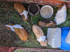 5 Guinea pigs looking for new homes!