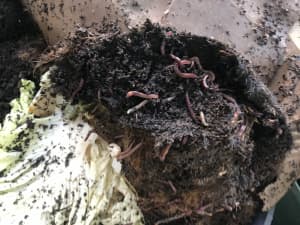 Compost worms x25