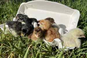 day old,week old chicks and pullets