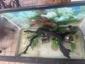 Fish tank aquarium 70 litres