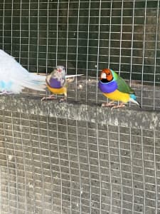 Budgies canaries and gouldian finches