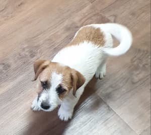Jack Russell purebred ANKC registered male pup