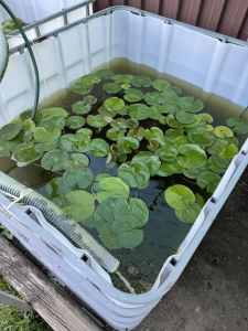 Giant water Lilly 1 meter long $60