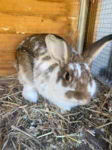 All sold - 3 Beautiful Rabbits available