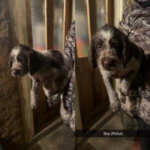 German wirehaired pointer pups