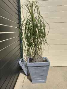 Wanted: Pot plant ponytail palm
