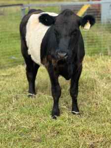 Galloway Cow