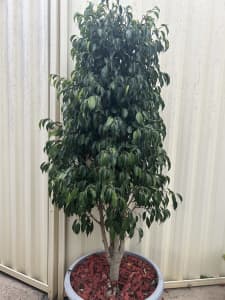 Tall Ficus plant