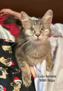 Lulu - Perth Animal Rescue Inc vet work cat/kitten