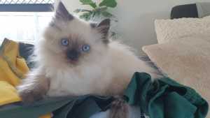 last 2 price drop!! Himalayan kittens ready now