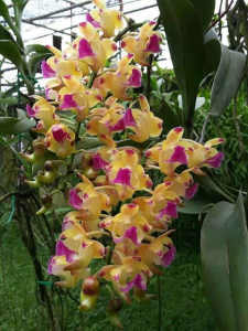 Orchid Aerides Korat Koki