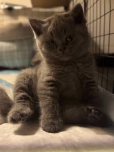 Purebred British Shorthair Kittens - Chubby Faces