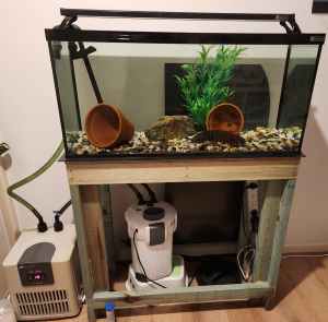 Axolotl aquarium setup