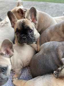 Male French bulldog puppy ready for forever home
