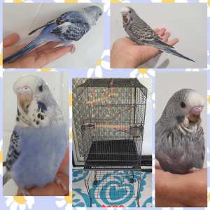 Tame Pair of Baby Budgies & Large Cage on stand 