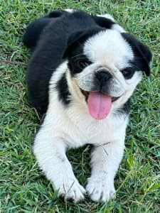Pure Breed Pug Puppies 
