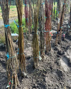 Bare Rooted Trees ( fruit trees, flowering , weeping , 2way grafted) 