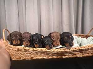 4 purebred miniature dachshund puppies looking for their forever homs.