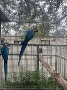 Breeding pair blue and gold macaws