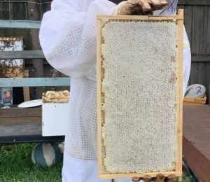 Fresh Honey in frame