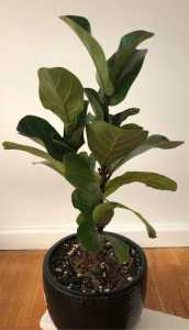 Indoor plants Ficus Lyrata