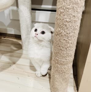 Munchkin discount cat gumtree