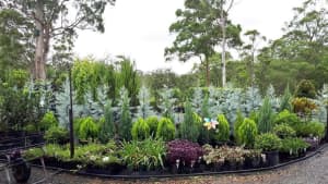 Horsehoe Drive Plant Nursery TRADE & PUBLIC & Phone Orders Welcome Mudgeeraba Gold Coast South Preview