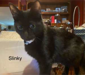 Slinky - Perth Animal Rescue Inc vet work cat/kitten
