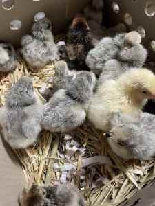 Day old pure breed chicks
