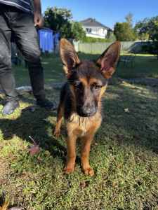 Adorable 4-Month-Old German Shepherd Puppy for Sale!