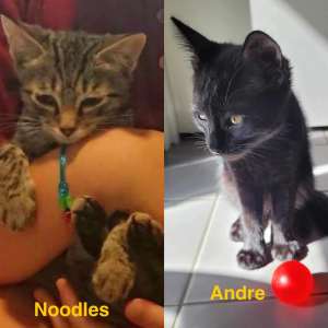 Noodles & Andre - Perth Animal Rescue Inc vet work cat/kitten