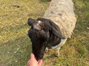 Dorper sheep rams and ewes starter flock from $50 each.