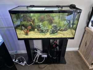 130L fish tank and fish 