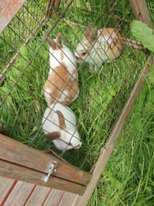 Netherland Dwarf and mini rex rabbits available for adoption