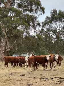Pure Hereford Heifers and Steers (10 months)