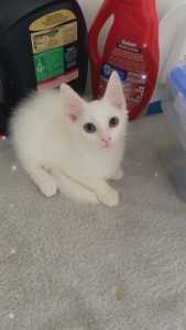 Pure White Russian kittens for sale