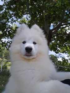 ANKC REGISTERED SAMOYEDS WITH PEDIGREE PAPERS