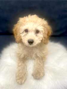 TOY CAVOODLE PUPPY FOR SALE!